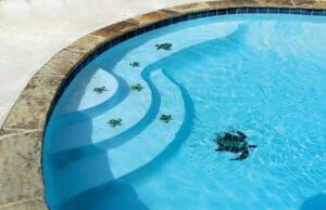 mobile-inground-pools-330